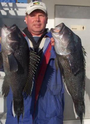 Some nice sea bass caught this week